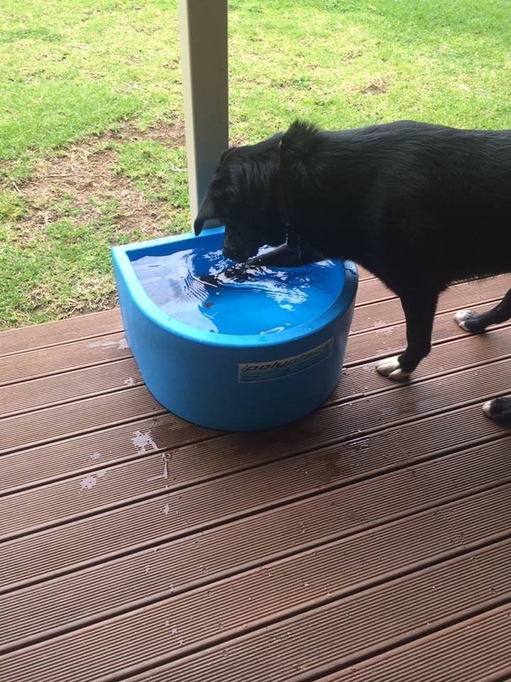 Dog Water Bowl \u2013 No Float | The Poly Place